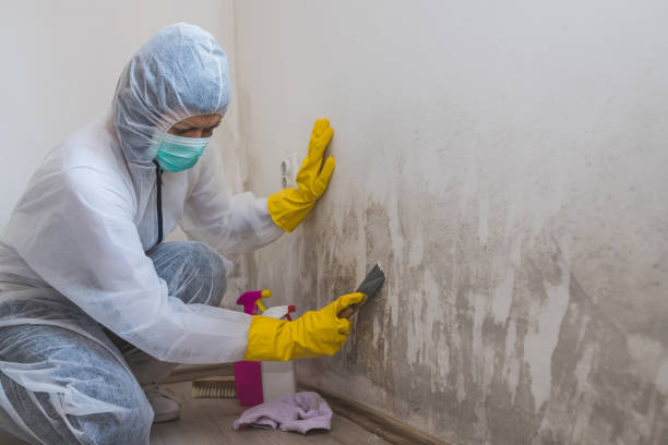 Mold Removal and Inspection in Nanuet, NY