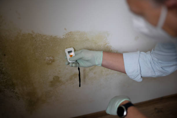 Best Attic Mold Removal  in Nanuet, NY