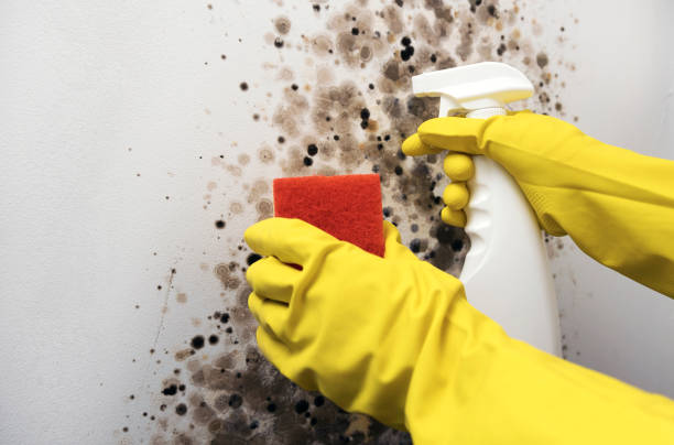 Best Emergency Mold Removal  in Nanuet, NY