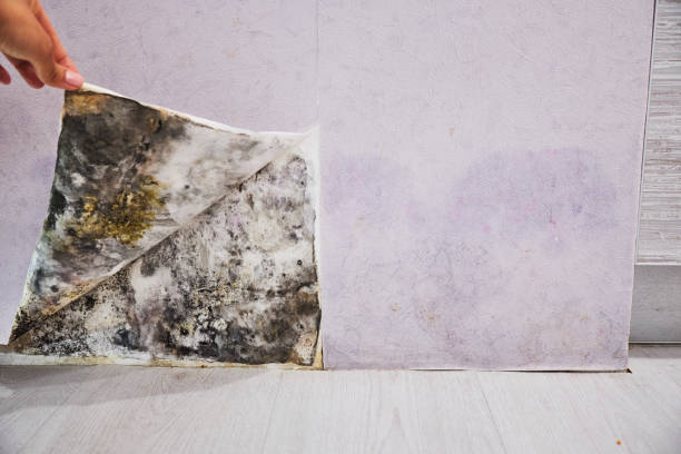 Crawl Space Mold Removal in Nanuet, NY